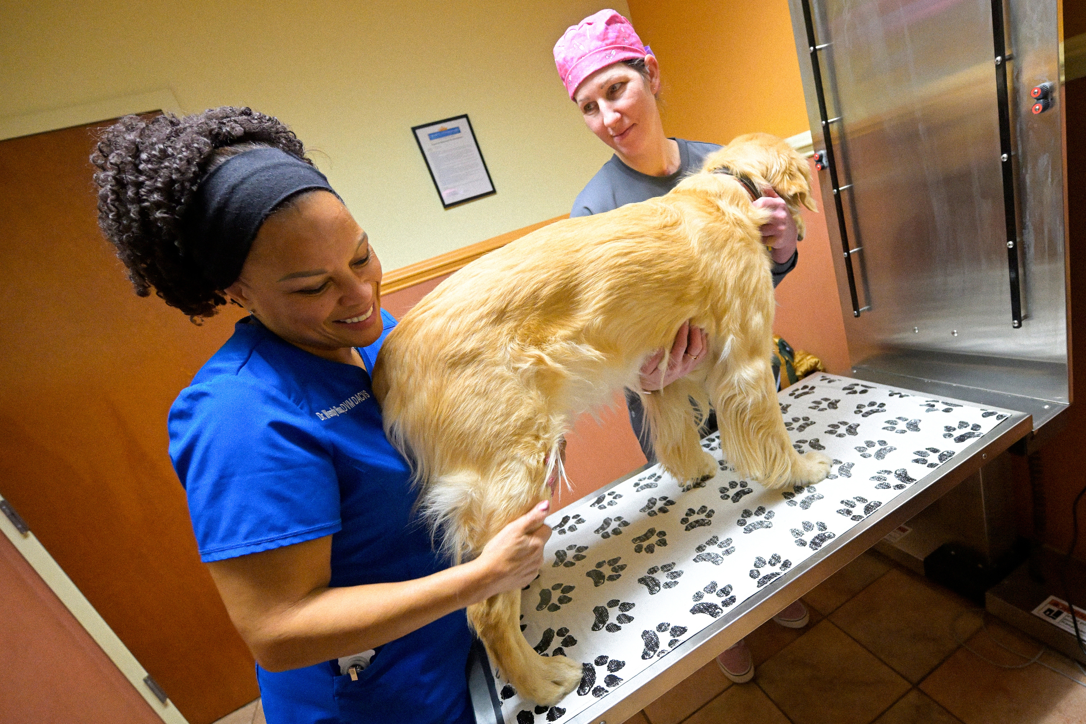 Dr. Ross examining a golden retriever on a table with a vet tech