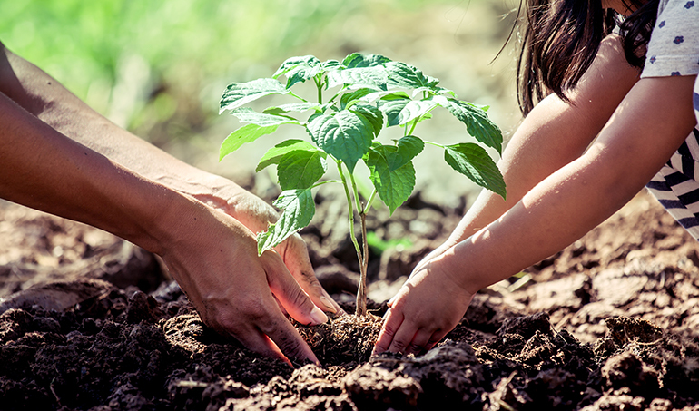 Food Forest Header