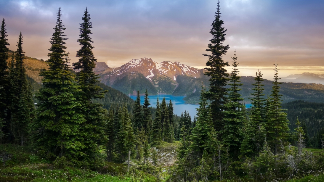 Landmarks, moments, and metaphors: TD colleagues share their iconic tree list