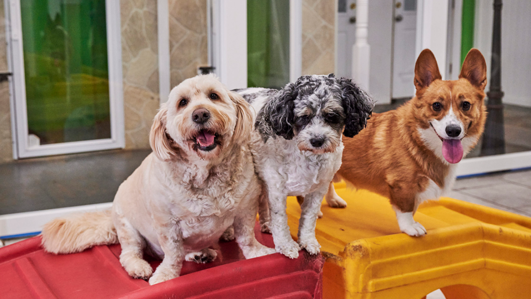 Doggydaycare hero