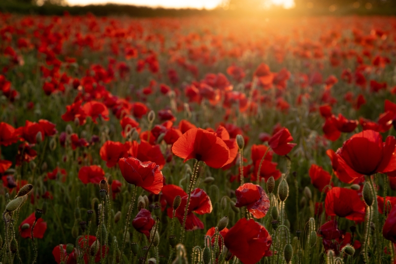 Header How TD supports The Royal Canadian Legions annual Poppy Campaign