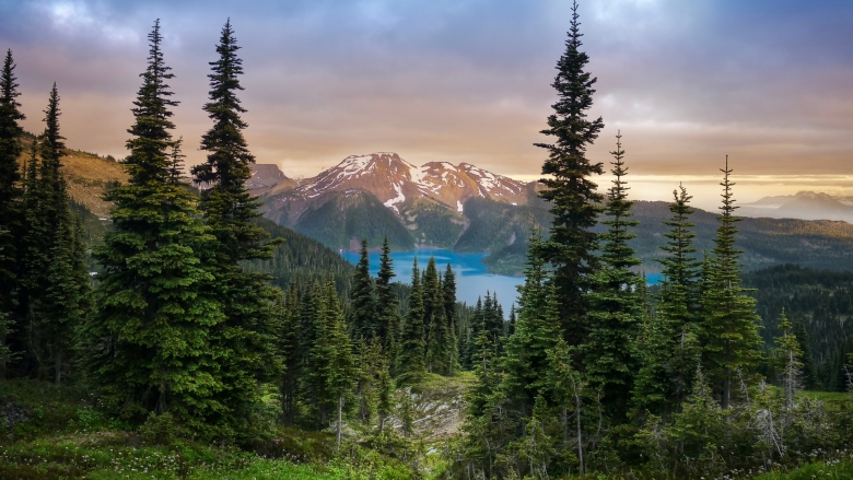 Landmarks, moments, and metaphors: TD colleagues share their iconic tree list