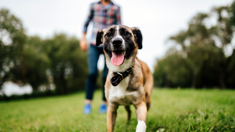Dogmmm hero2