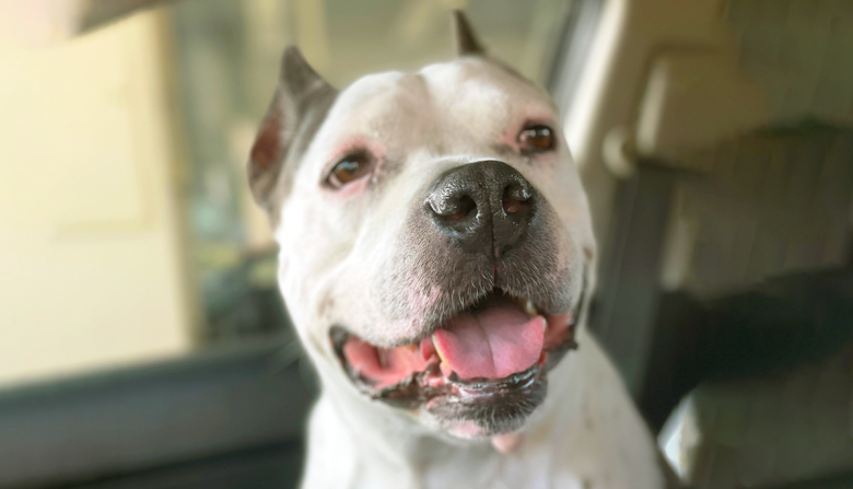 Dogtips hero