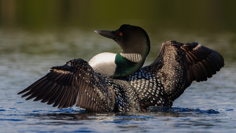 From Common Loons to turtles and butterflies, meet six animals to celebrate this Earth Day