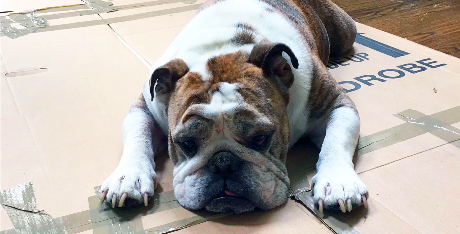 bulldog sitting on moving boxes