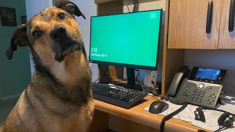 Meagan McCowat dog at her desk