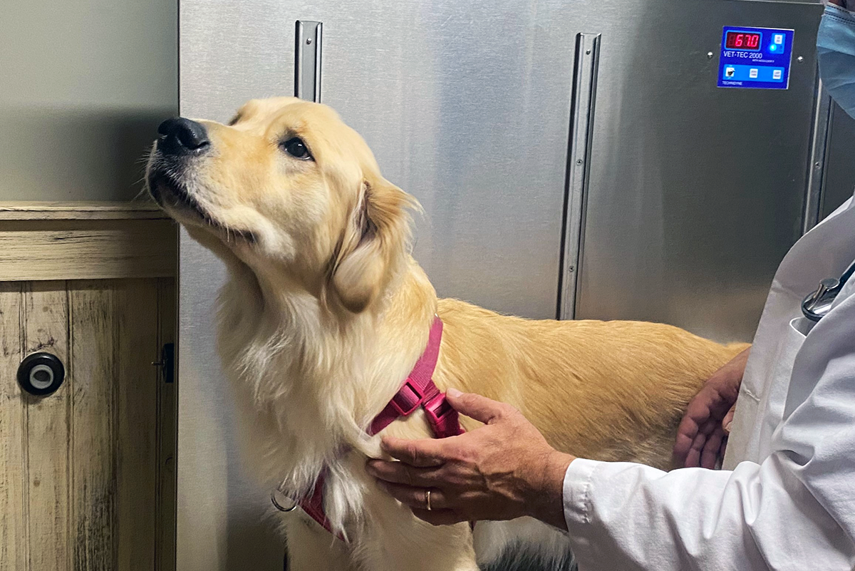 Dog at the vet getting weighed