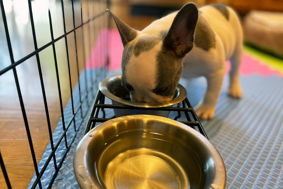 puppy eating dog food