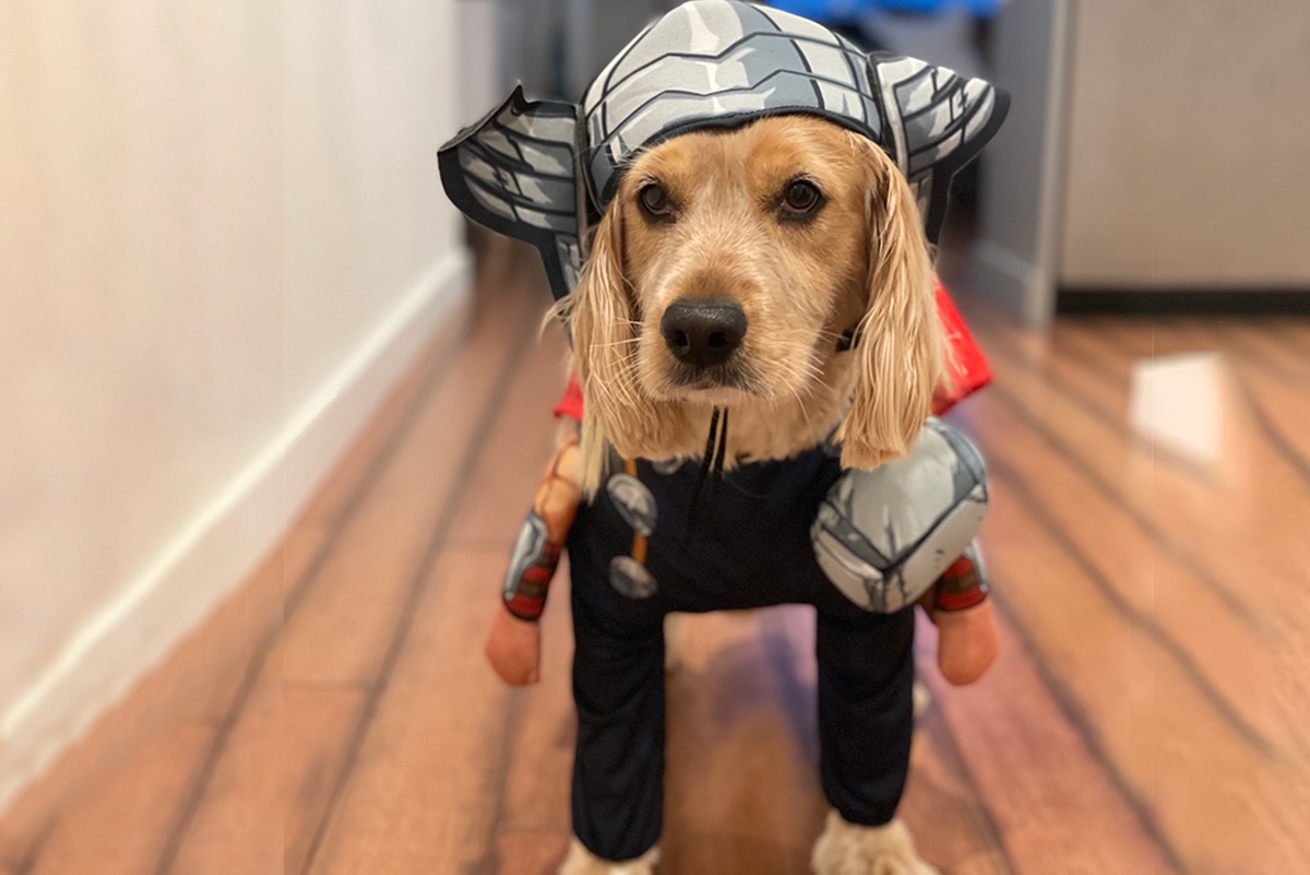 puppy in costume