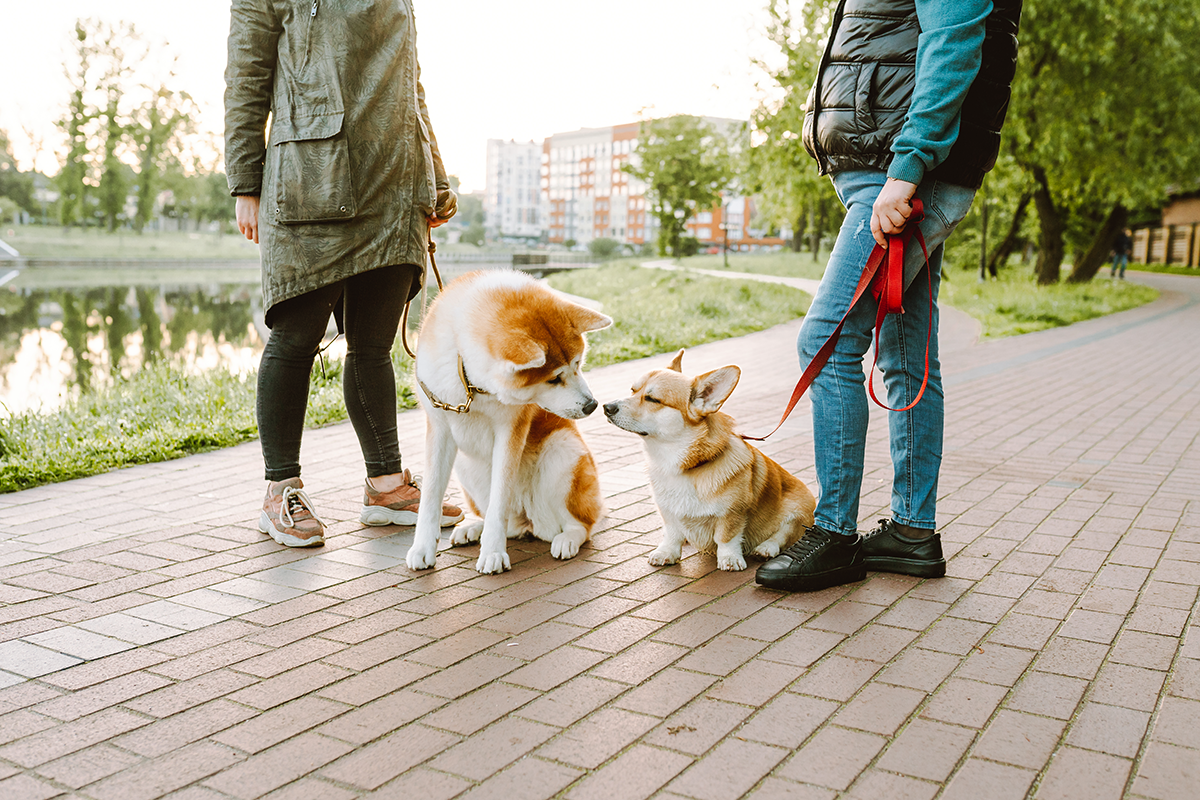 Two dog owners with their dogs