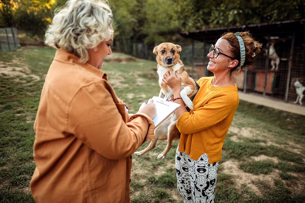 animal shelter volunteer looking at dog