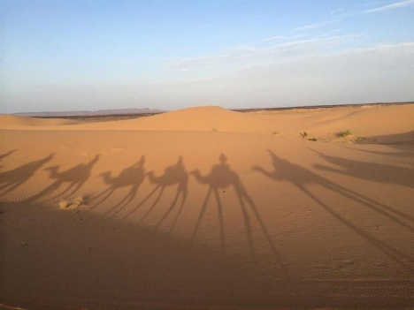 shadows of camels walking through Morocco