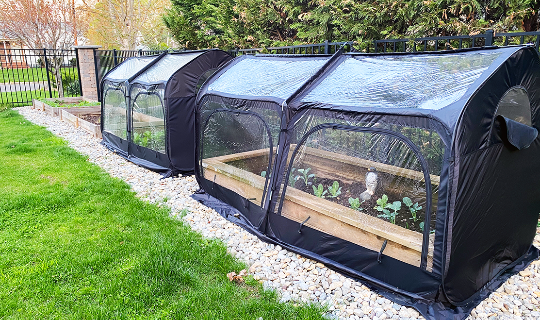 Stephanie's home garden